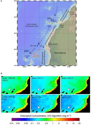 Long-Term Changes of Particle Flux in the Canary Basin Between 1991 and 2009 and Comparison to Sediment Trap Records Off Mauritania